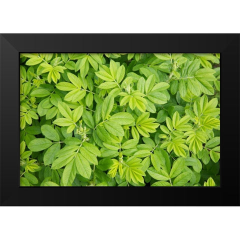 Canada, New Brunswick Leafy vegetation Black Modern Wood Framed Art Print by Anon, Ellen