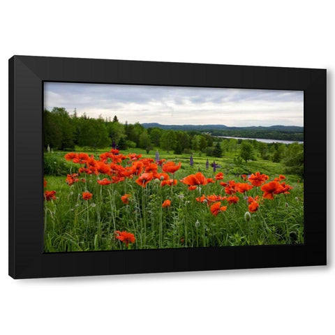 Canada, New Brunswick Flowers and St John River Black Modern Wood Framed Art Print by Anon, Ellen