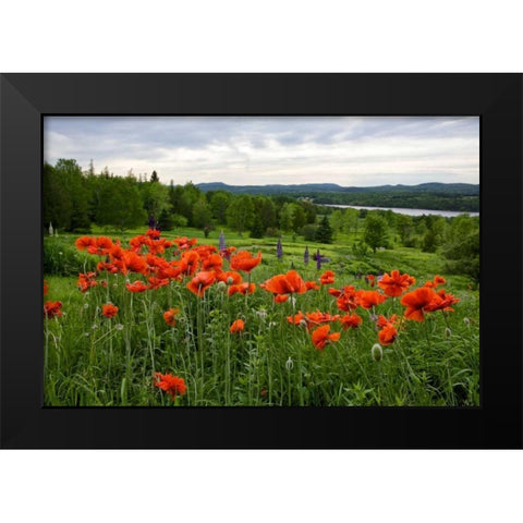 Canada, New Brunswick Flowers and St John River Black Modern Wood Framed Art Print by Anon, Ellen