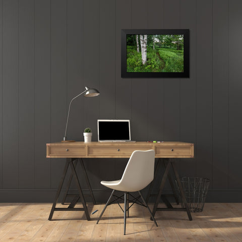 Canada, New Brunswick Forest scenic Black Modern Wood Framed Art Print by Anon, Ellen