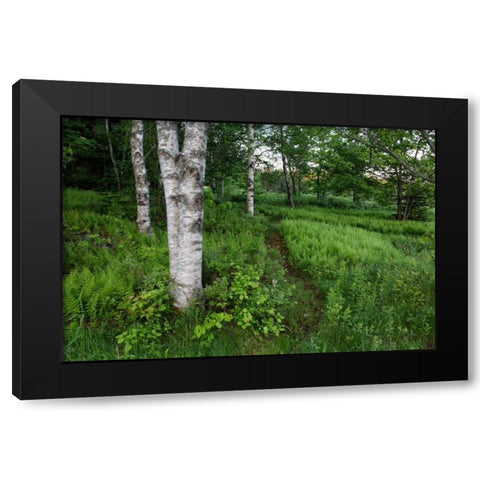 Canada, New Brunswick Forest scenic Black Modern Wood Framed Art Print with Double Matting by Anon, Ellen