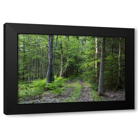Canada, New Brunswick Forest scenic Black Modern Wood Framed Art Print by Anon, Ellen