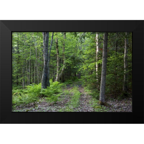 Canada, New Brunswick Forest scenic Black Modern Wood Framed Art Print by Anon, Ellen