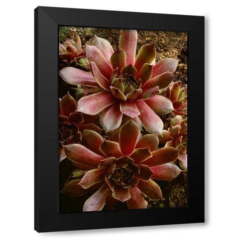 Canada Succulent plant close-up Black Modern Wood Framed Art Print with Double Matting by Bush, Marie