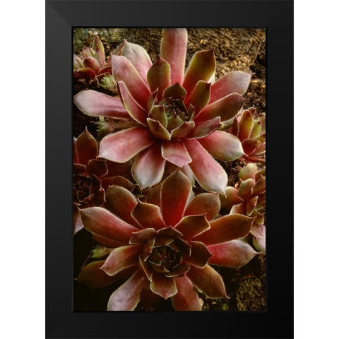 Canada Succulent plant close-up Black Modern Wood Framed Art Print by Bush, Marie