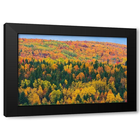 Canada-New Brunswick-Aroostook Acadian forest in autumn foliage Black Modern Wood Framed Art Print with Double Matting by Jaynes Gallery