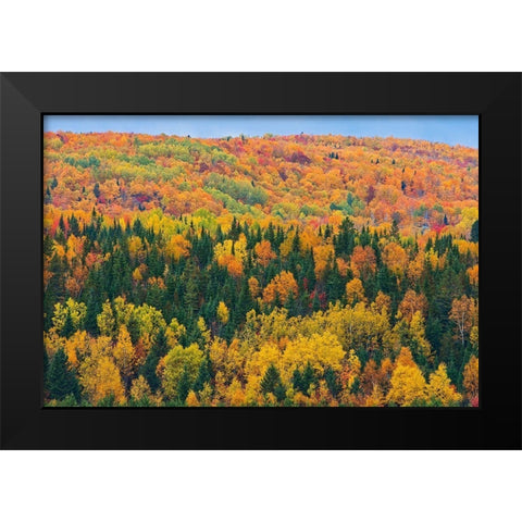 Canada-New Brunswick-Aroostook Acadian forest in autumn foliage Black Modern Wood Framed Art Print by Jaynes Gallery