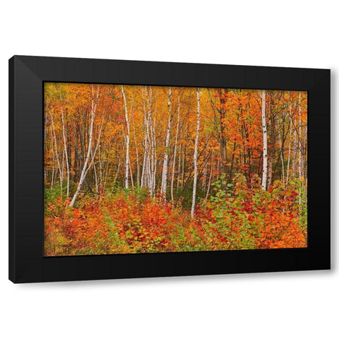 Canada-New Brunswick-Gagetown Acadian forest in autumn foliage Black Modern Wood Framed Art Print with Double Matting by Jaynes Gallery