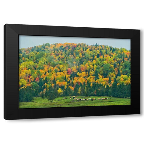 Canada-New Brunswick-Saint-Jacques Acadian forest in autumn foliage Black Modern Wood Framed Art Print with Double Matting by Jaynes Gallery