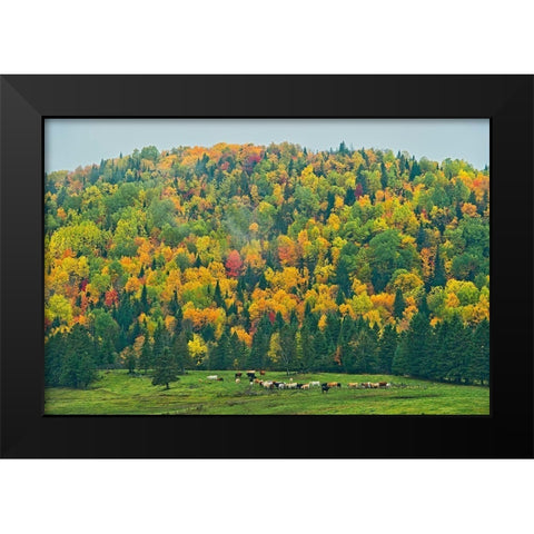 Canada-New Brunswick-Saint-Jacques Acadian forest in autumn foliage Black Modern Wood Framed Art Print by Jaynes Gallery
