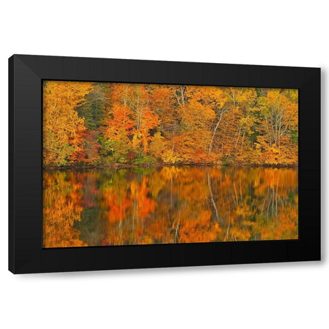 Canada-New Brunswick-Mactaquac Autumn forest reflected in Saint John River Black Modern Wood Framed Art Print with Double Matting by Jaynes Gallery