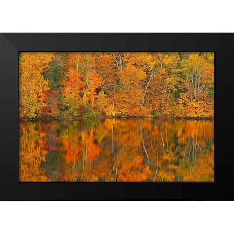 Canada-New Brunswick-Mactaquac Autumn forest reflected in Saint John River Black Modern Wood Framed Art Print by Jaynes Gallery