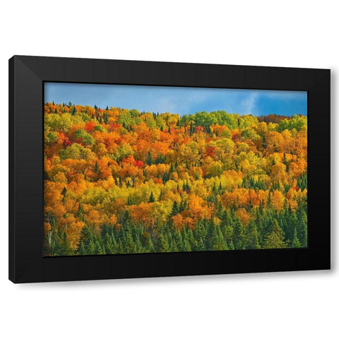 Canada-New Brunswick-Saint-Joseph Forest in autumn foliage Black Modern Wood Framed Art Print by Jaynes Gallery