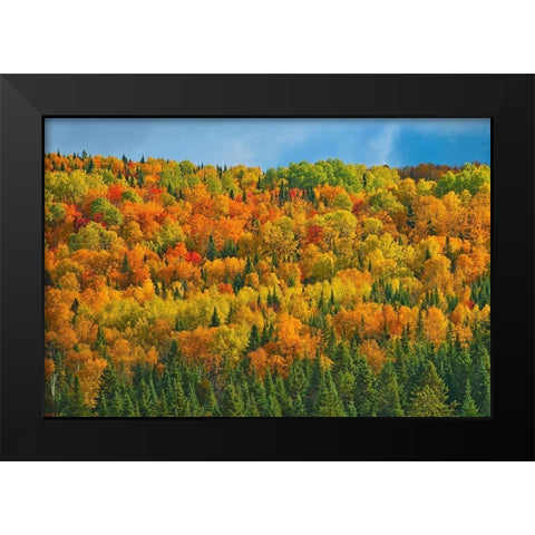 Canada-New Brunswick-Saint-Joseph Forest in autumn foliage Black Modern Wood Framed Art Print by Jaynes Gallery
