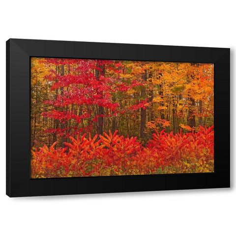 Canada-New Brunswick-Woodstock Forest in autumn foliage Black Modern Wood Framed Art Print with Double Matting by Jaynes Gallery