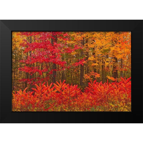 Canada-New Brunswick-Woodstock Forest in autumn foliage Black Modern Wood Framed Art Print by Jaynes Gallery