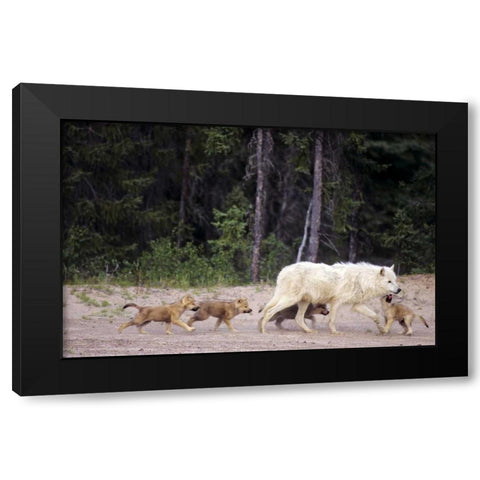 Canada, Great Slave Lake Wild gray wolf and pups Black Modern Wood Framed Art Print with Double Matting by Welling, Dave