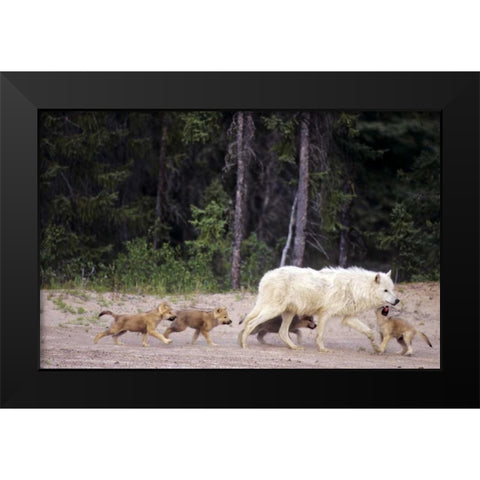 Canada, Great Slave Lake Wild gray wolf and pups Black Modern Wood Framed Art Print by Welling, Dave