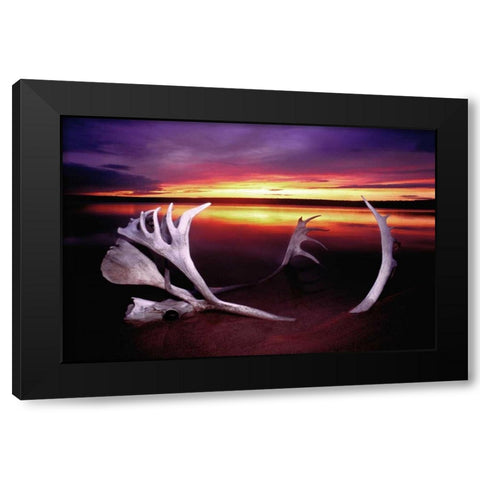 Canada, Whitefish Lake Sunset on caribou antlers Black Modern Wood Framed Art Print by Welling, Dave