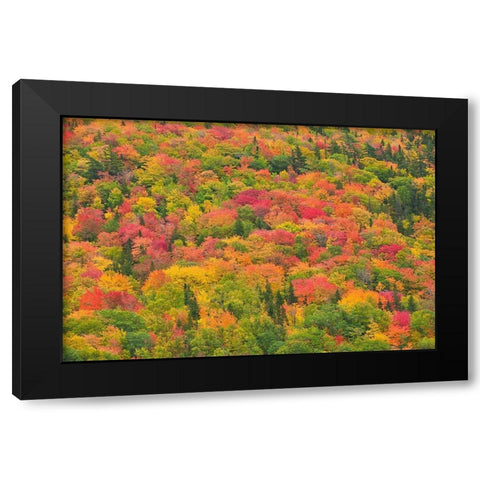 Canada-Nova Scotia-Cape Breton Island Forest in autumn foliage Black Modern Wood Framed Art Print by Jaynes Gallery