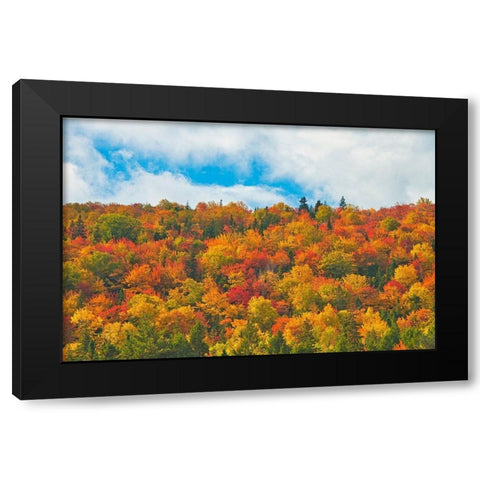 Canada-Nova Scotia-Indian Brook Forest in autumn foliage Black Modern Wood Framed Art Print with Double Matting by Jaynes Gallery