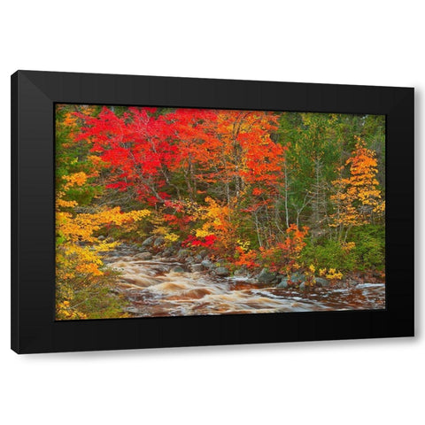Canada-Nova Scotia Mary-Anne Falls and forest in autumn foliage Black Modern Wood Framed Art Print by Jaynes Gallery