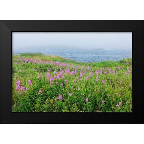 Canada-Nova Scotia-Bay of Fundy Fireweed and fog on bay Black Modern Wood Framed Art Print by Jaynes Gallery