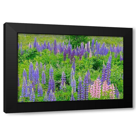 Canada-Nova Scotia-Lunenberg Lupine flowers in field Black Modern Wood Framed Art Print by Jaynes Gallery