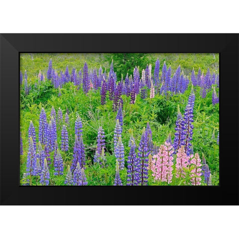 Canada-Nova Scotia-Lunenberg Lupine flowers in field Black Modern Wood Framed Art Print by Jaynes Gallery
