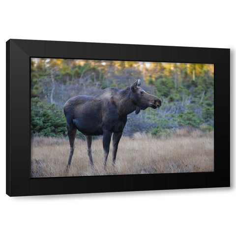Canada-Nova Scotia-Cape Breton Highlands National Park Black Modern Wood Framed Art Print with Double Matting by Wall, Patrick J.