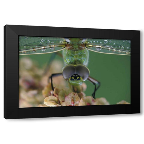 Canada, Ontario, Green Darner on flower Black Modern Wood Framed Art Print by Rotenberg, Nancy