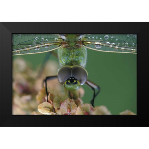 Canada, Ontario, Green Darner on flower Black Modern Wood Framed Art Print by Rotenberg, Nancy