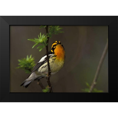 Canada, Ontario Male blackburnian warbler Black Modern Wood Framed Art Print by Morris, Arthur