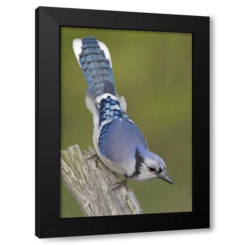 Canada, Rondeau PP Inquisitive blue jay on limb Black Modern Wood Framed Art Print by Morris, Arthur
