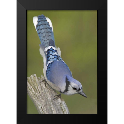 Canada, Rondeau PP Inquisitive blue jay on limb Black Modern Wood Framed Art Print by Morris, Arthur
