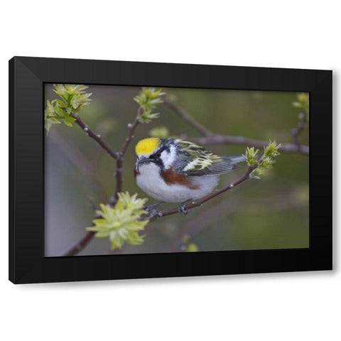 Canada, Ontario,  Chestnut-sided warbler on tree Black Modern Wood Framed Art Print with Double Matting by Morris, Arthur