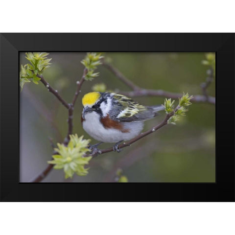 Canada, Ontario,  Chestnut-sided warbler on tree Black Modern Wood Framed Art Print by Morris, Arthur