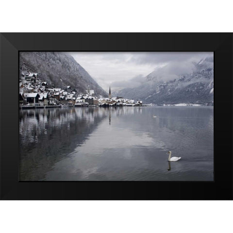Austria, Hallstatt Swan on Lake Hallstatt Black Modern Wood Framed Art Print by Young, Bill