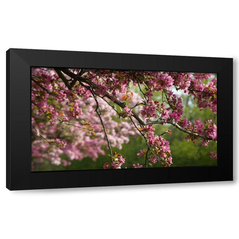Canada, Ontario, Ottawa Cherry blossoms Black Modern Wood Framed Art Print with Double Matting by Young, Bill