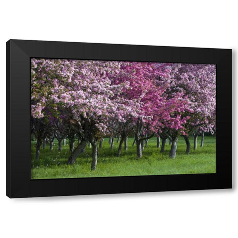 Canada, Ontario, Ottawa Grove of cherry trees Black Modern Wood Framed Art Print by Young, Bill
