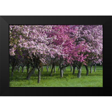 Canada, Ontario, Ottawa Grove of cherry trees Black Modern Wood Framed Art Print by Young, Bill