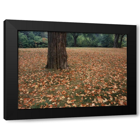Canada, Ontario, Kitchener, Urban Park Black Modern Wood Framed Art Print with Double Matting by Grandmaison, Mike