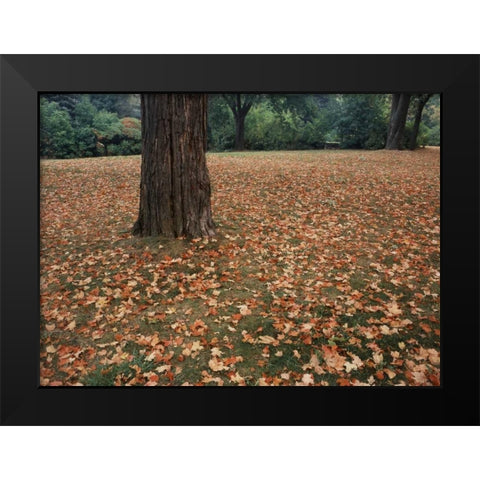 Canada, Ontario, Kitchener, Urban Park Black Modern Wood Framed Art Print by Grandmaison, Mike