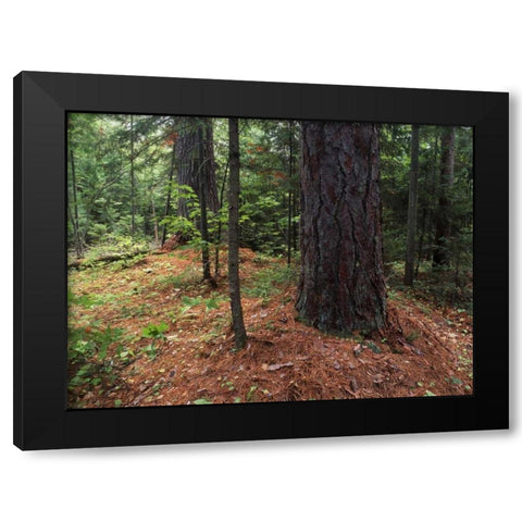 Canada, Ontario, Temagami, old growth pine forest Black Modern Wood Framed Art Print by Grandmaison, Mike