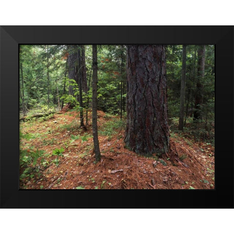 Canada, Ontario, Temagami, old growth pine forest Black Modern Wood Framed Art Print by Grandmaison, Mike