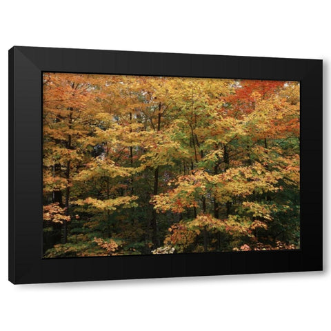 Canada, Ontario, Gravenhurst, forest in autumn Black Modern Wood Framed Art Print by Grandmaison, Mike