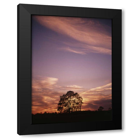 Canada, Ontario, Breslau, tree at sunset Black Modern Wood Framed Art Print by Grandmaison, Mike