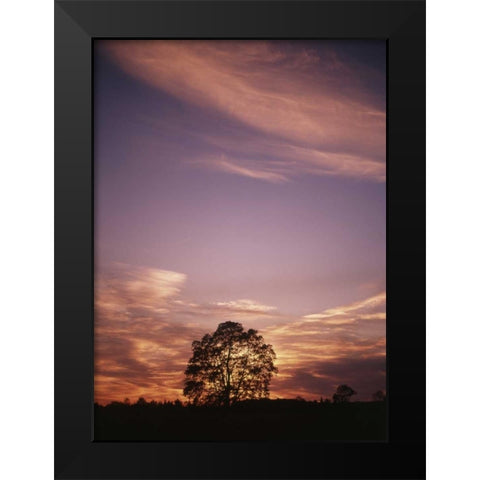 Canada, Ontario, Breslau, tree at sunset Black Modern Wood Framed Art Print by Grandmaison, Mike
