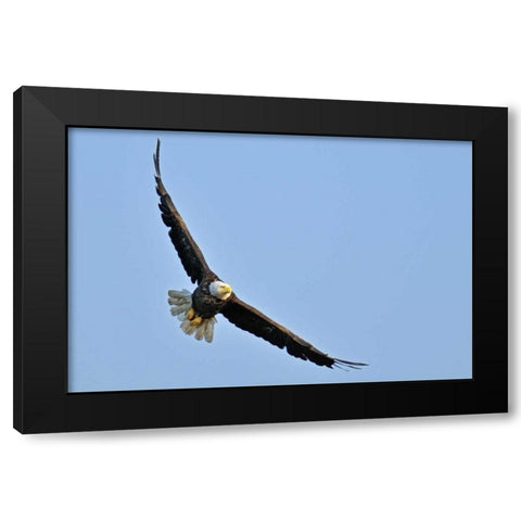 Canada, Ontario, Ear Falls Bald Eagle in flight Black Modern Wood Framed Art Print by Grandmaison, Mike