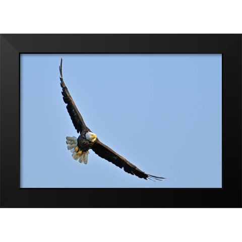 Canada, Ontario, Ear Falls Bald Eagle in flight Black Modern Wood Framed Art Print by Grandmaison, Mike